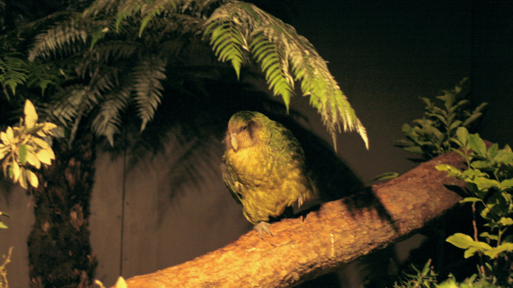 Kakapo