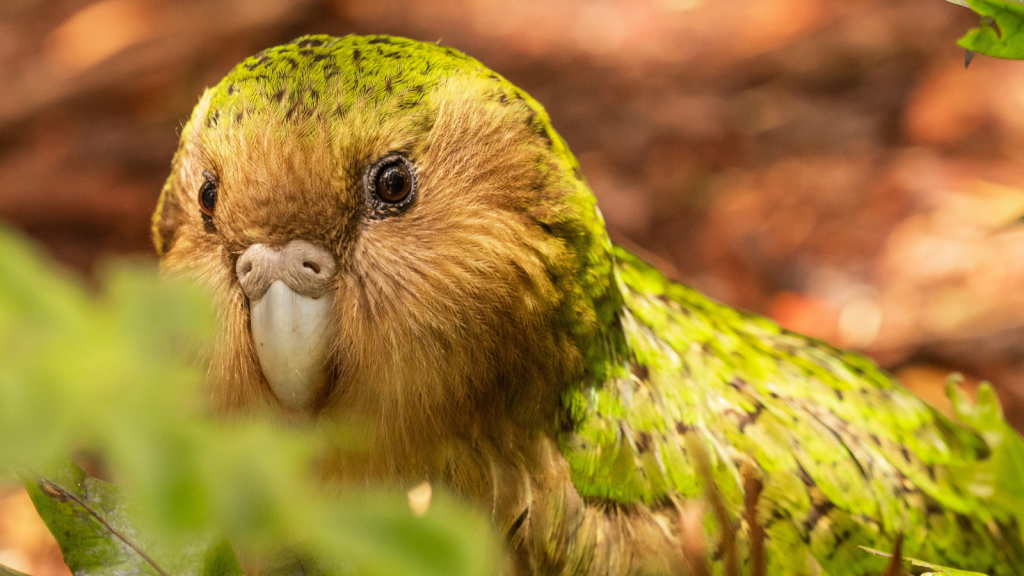 Meet the Kakapo The World's Most Lovable and Unusual Bird