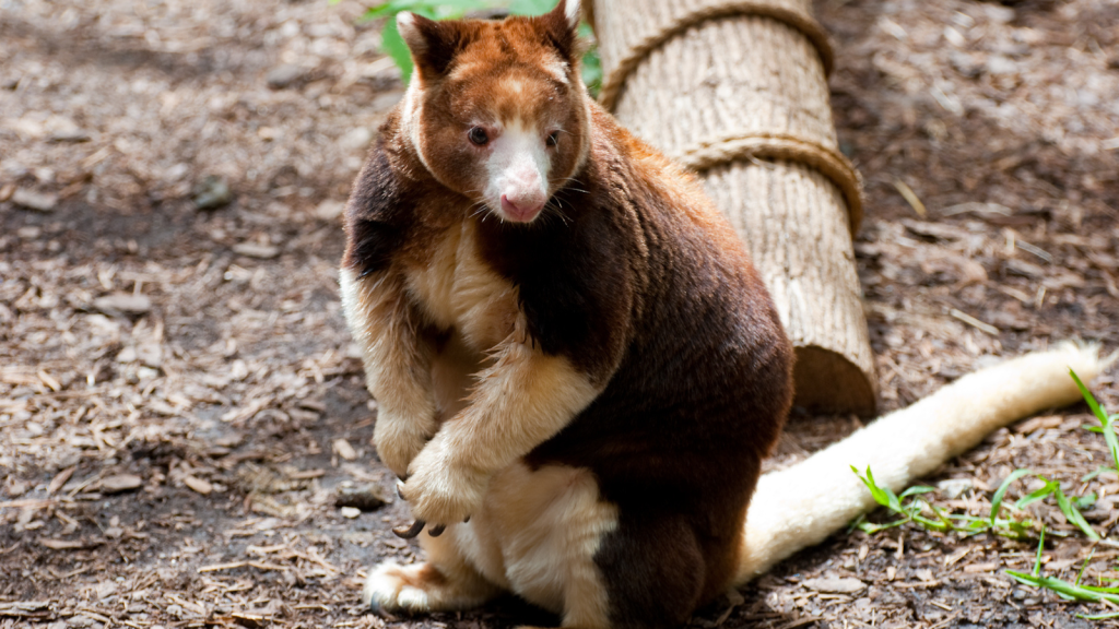 Tree Kangaroo