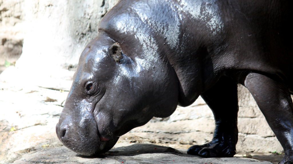 Pygmy Hippopotamus 