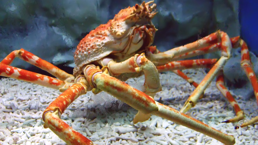 Japanese Spider Crab 