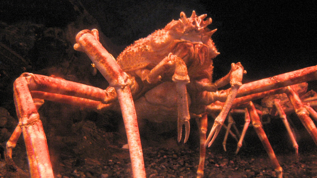 From 100-Year Lifespans to Regenerating Limbs: The Amazing Japanese Spider Crab