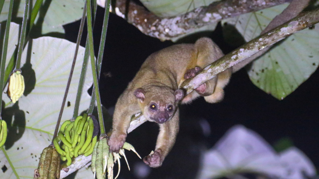 Kinkajou