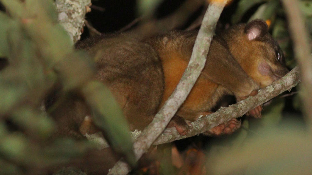 Kinkajou