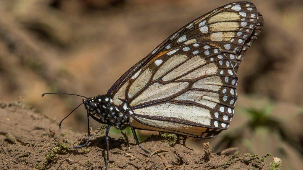 Monarch Butterfly