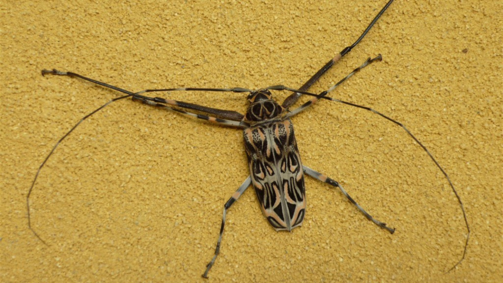 Harlequin Beetle