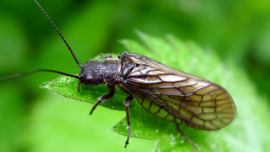 Alder Fly