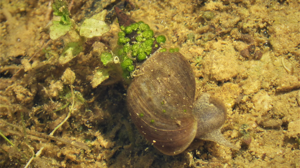 Pond Snail