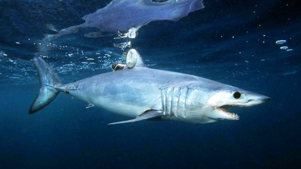 Shortfin Mako Shark