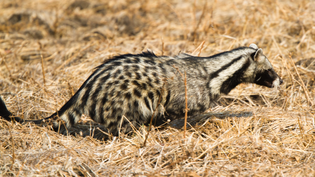 African Civet