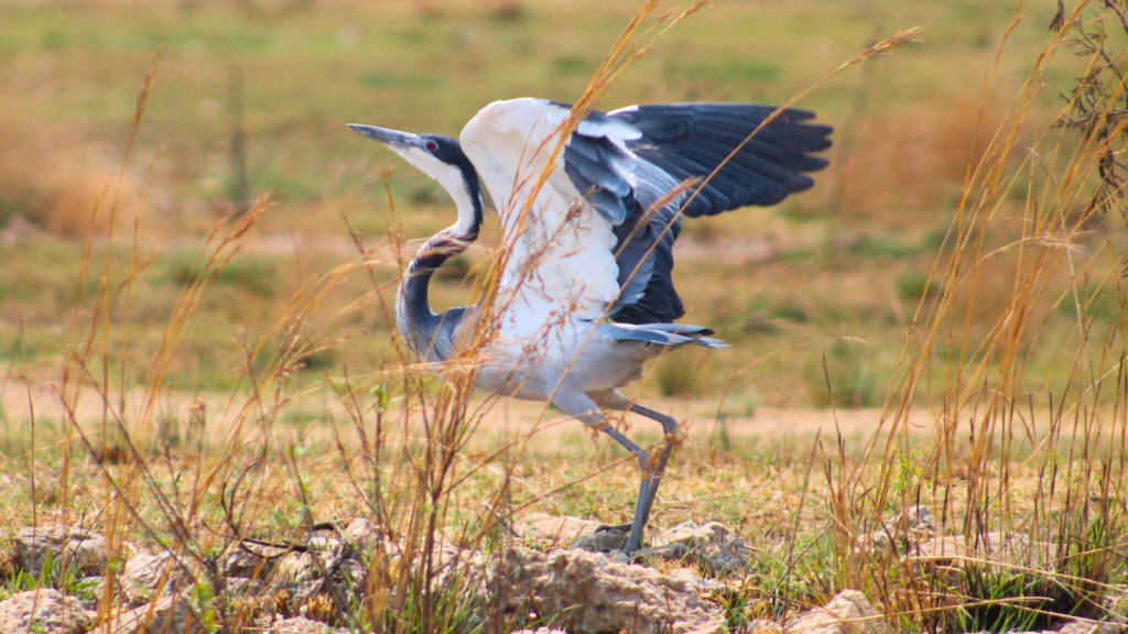 Black-headed Heron