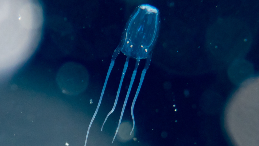 Box Jellyfish