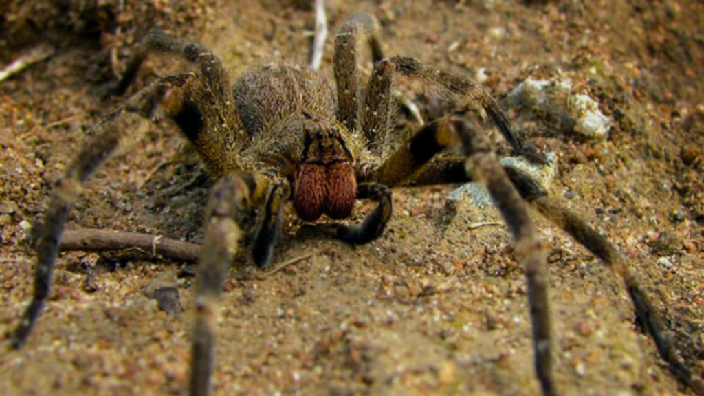 Brazilian Wandering Spider