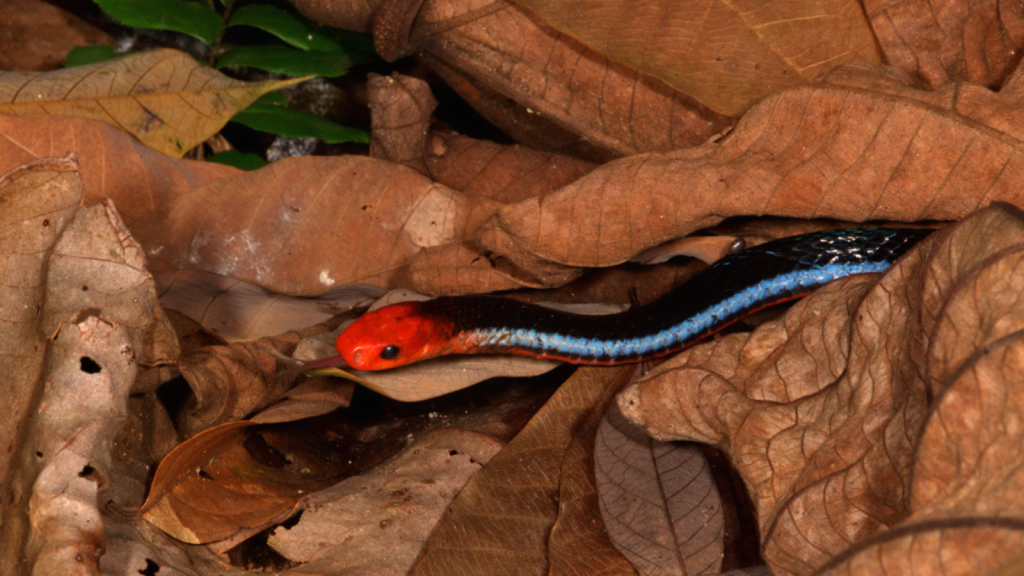 Blue Coral Snake