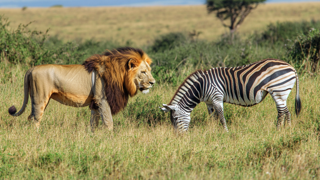 Lion and Zebra