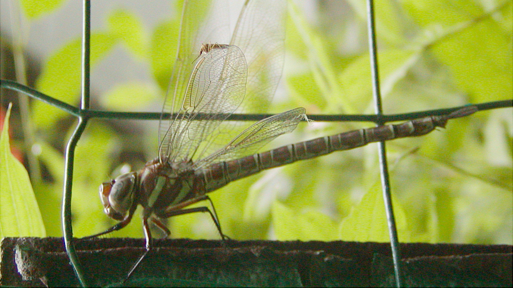 Dragonfly and Mosquito