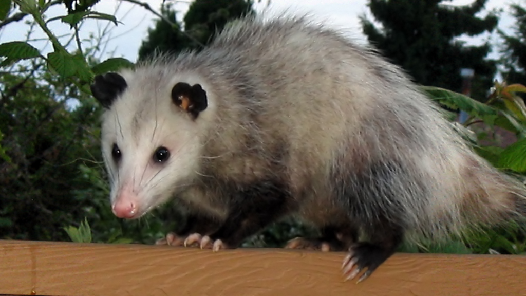 Opossum 