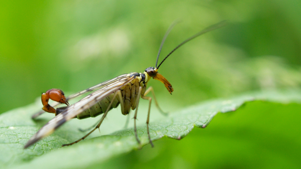 Scorpion Fly