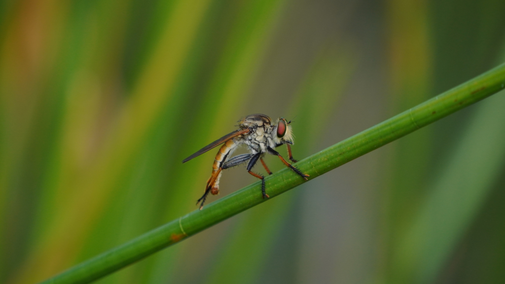 Robber Fly