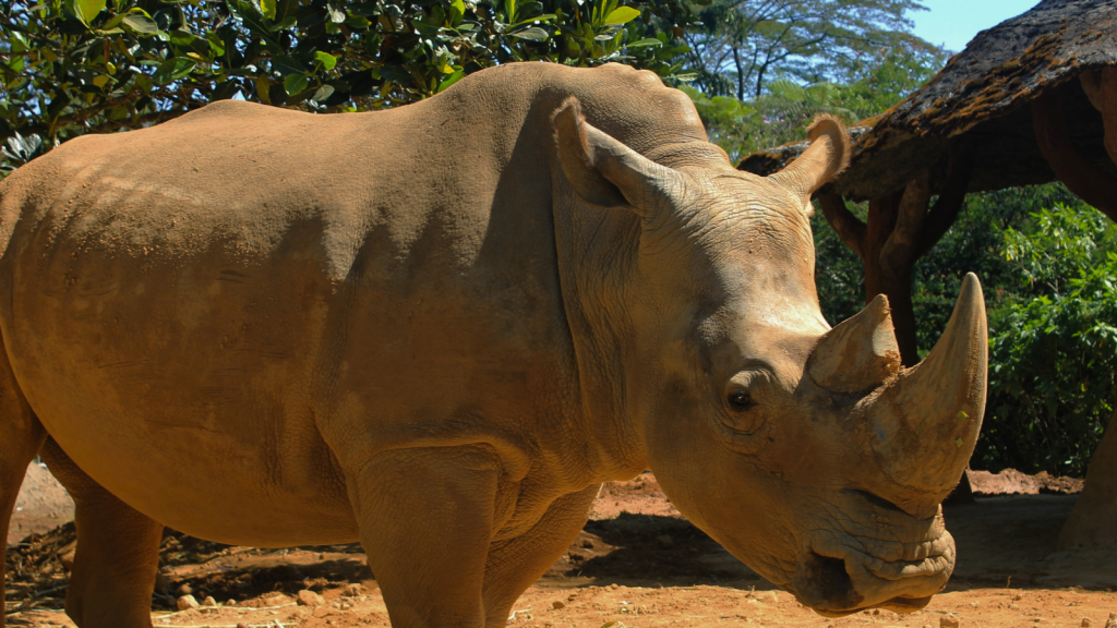 Sumatran Rhinoceros