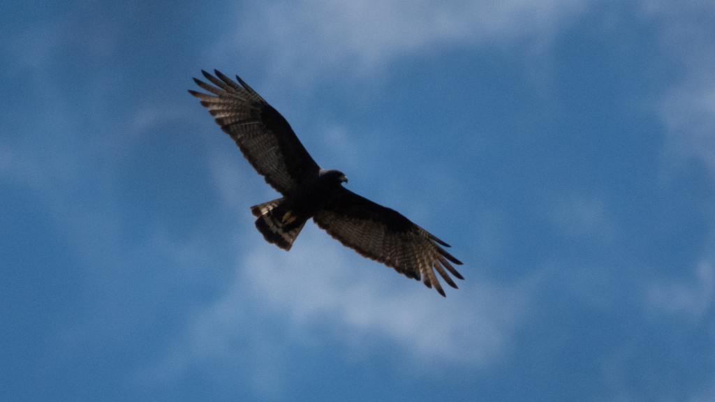 Zone-Tailed Hawk