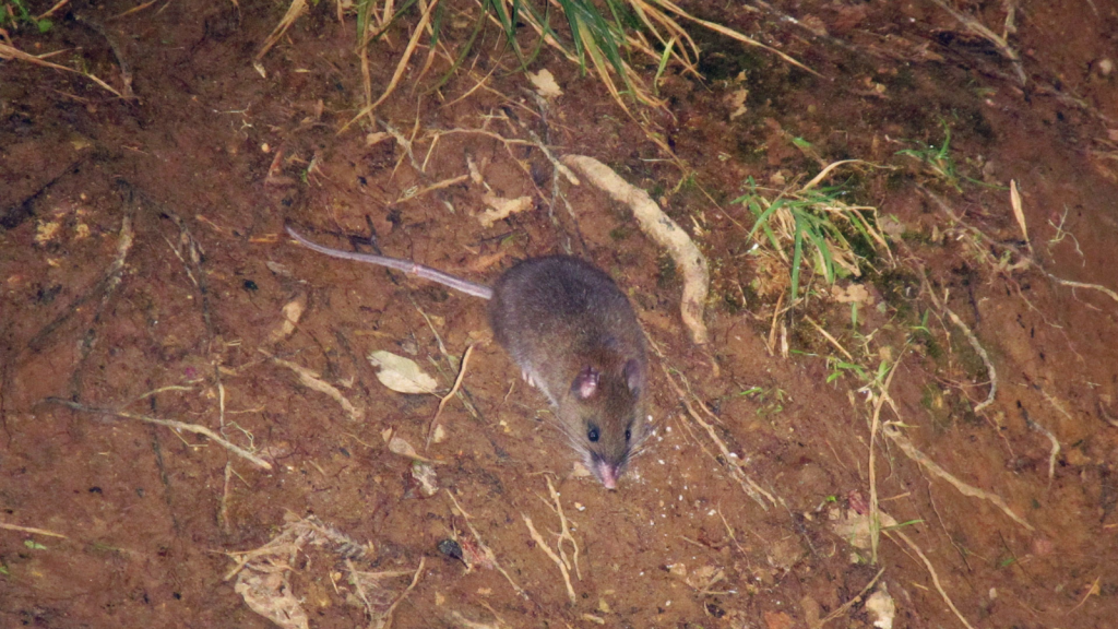 Dwarf Cloud Rat