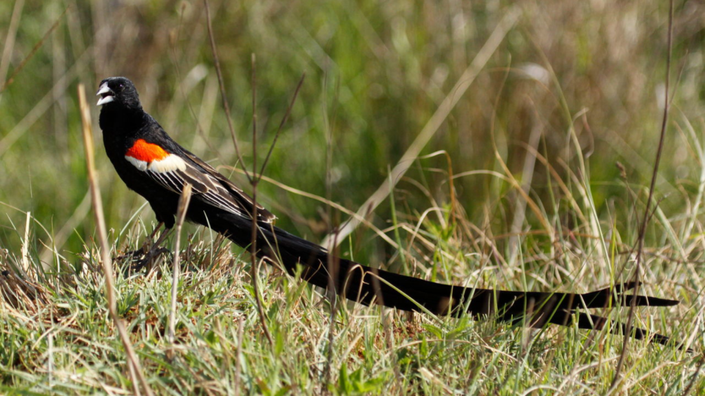 Long-Tailed Widowbird