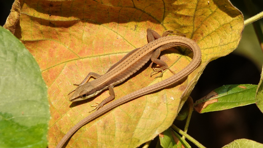 Long-Tailed Grass Lizard