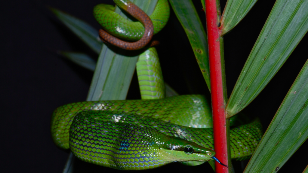 Red-Tailed Racer Snake