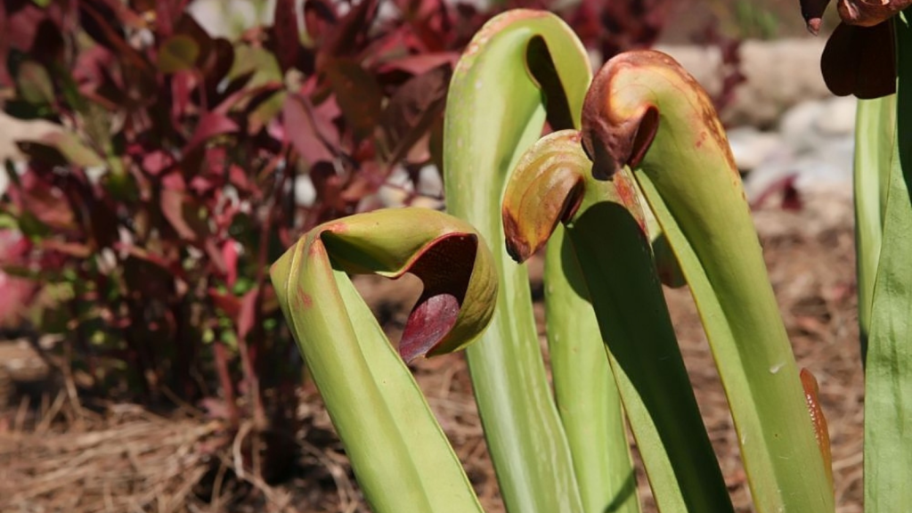 Hooded Pitcher Plants