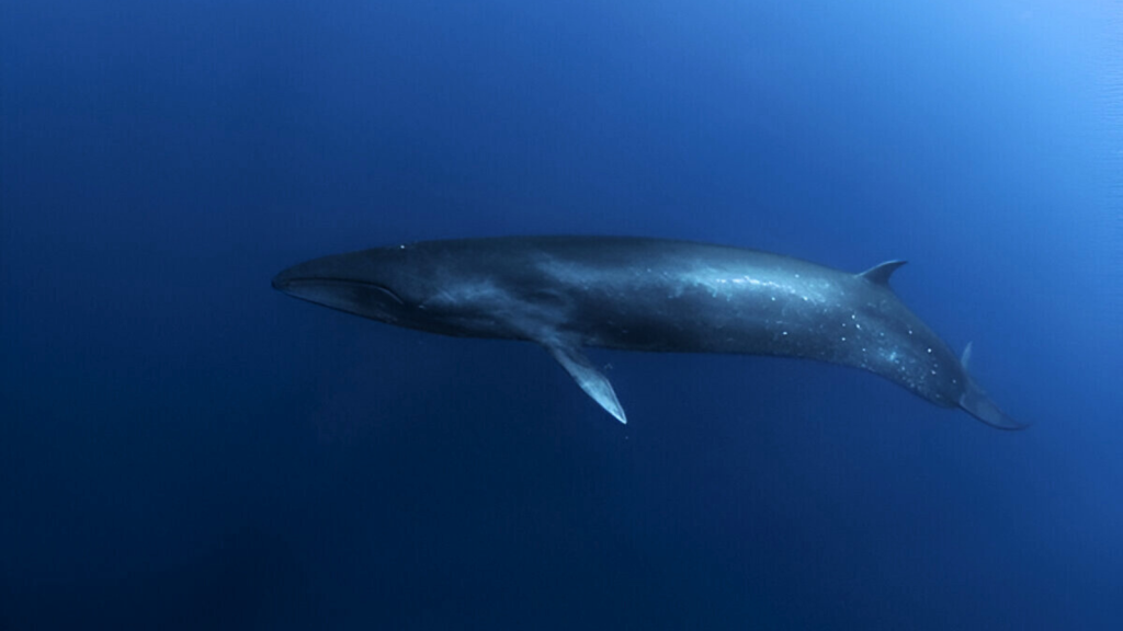 Sei Whale