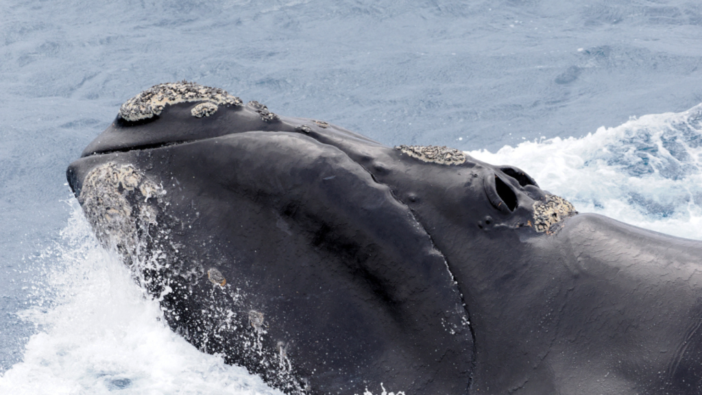 Southern Right Whale