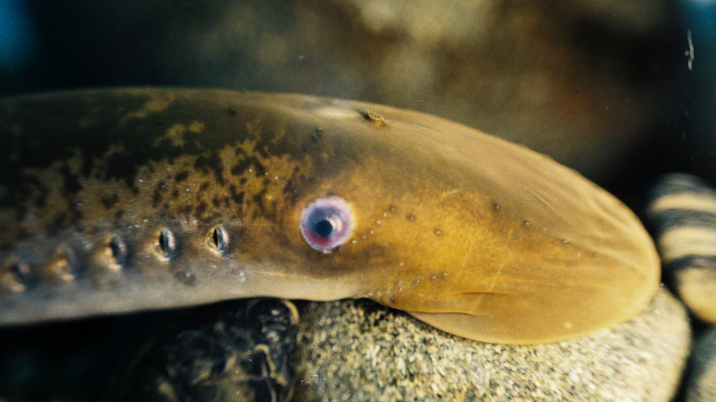 Sea Lamprey