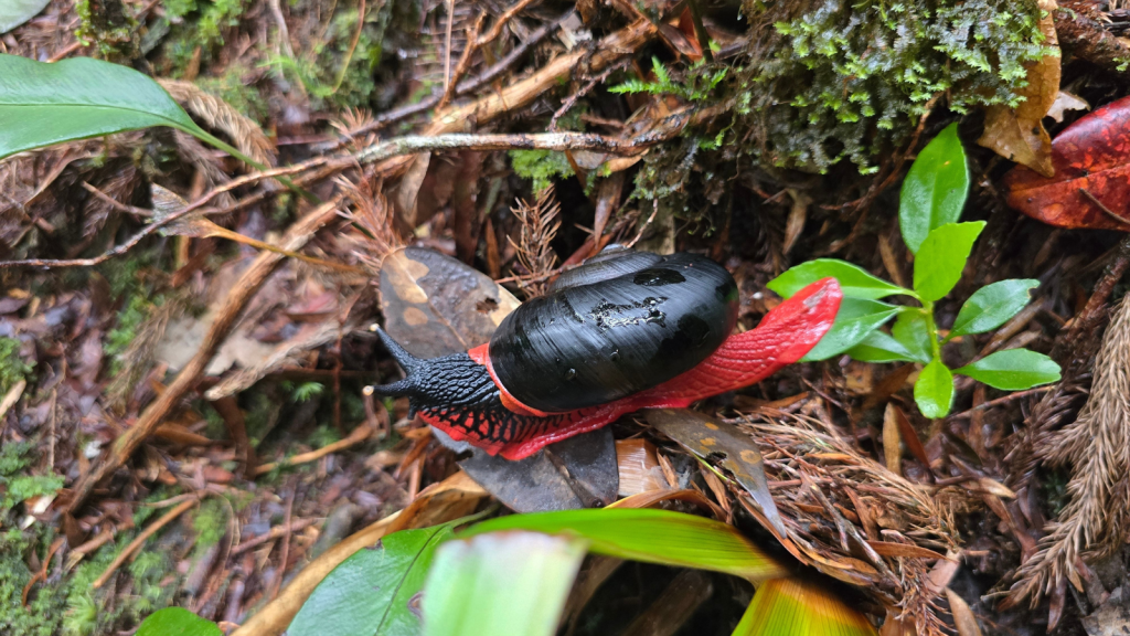 Vampire Snail