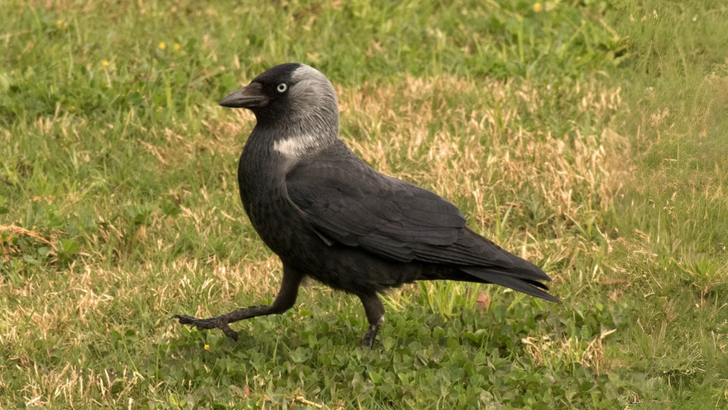 Jackdaw