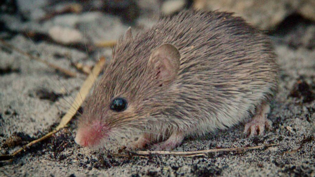 African Spiny Mice