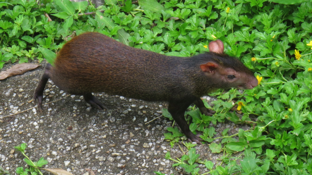 Red-Rumped Agouti 