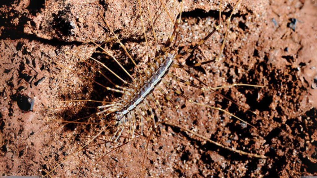 Giant Cave Centipede