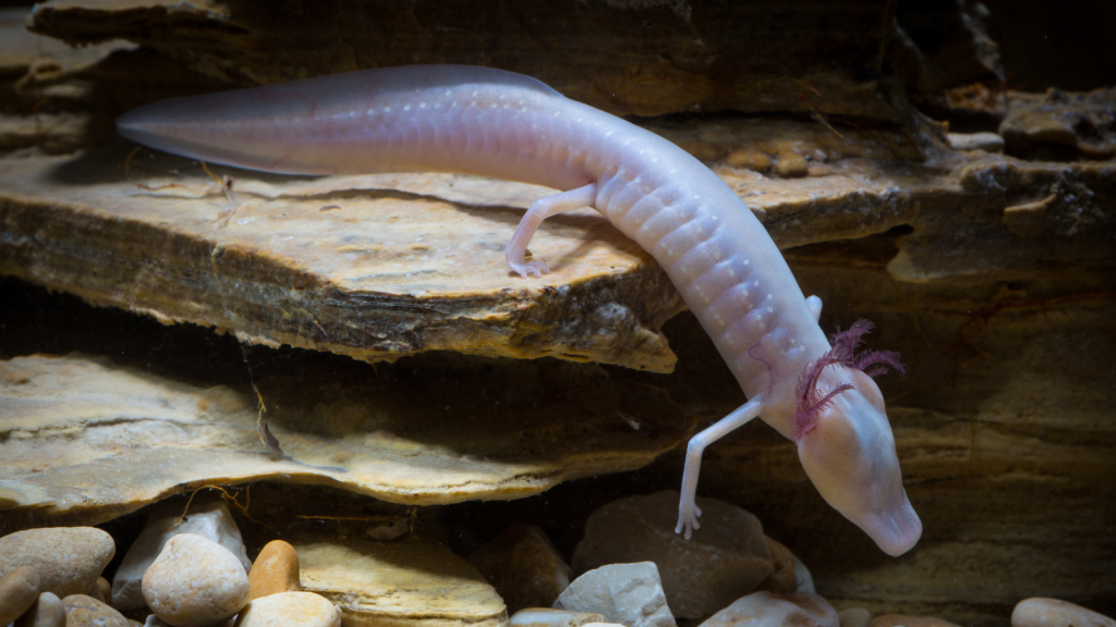 Texas Blind Salamander