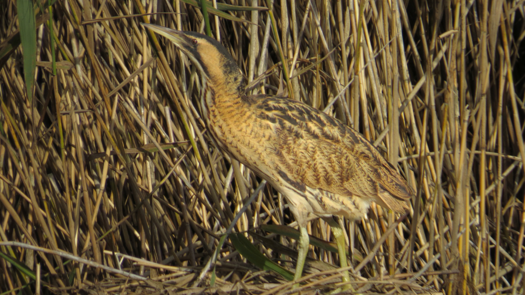 Eurasian bittern