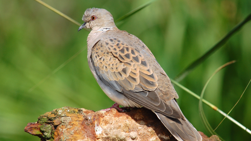 Turtle Dove