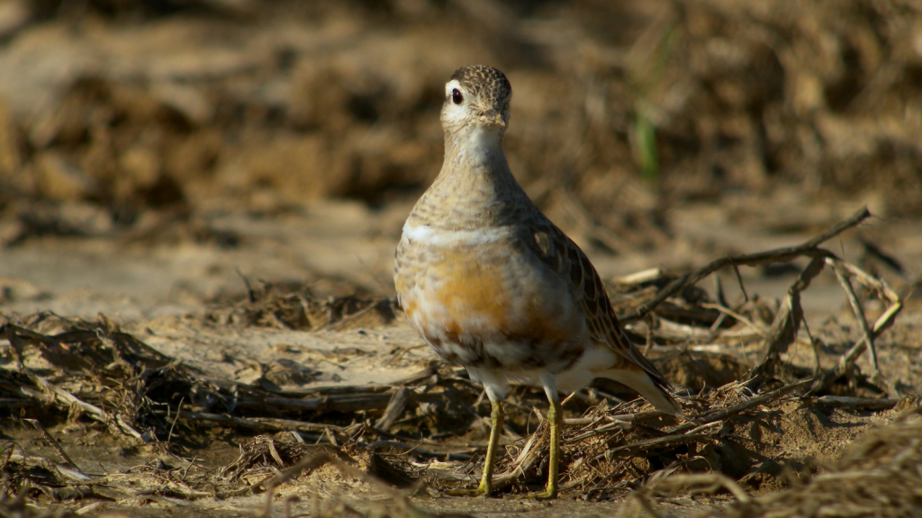 Dotterel