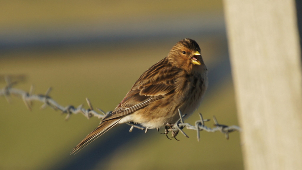 Twite