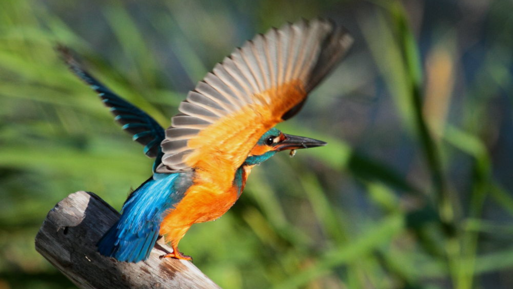 Kingfisher | 20 Lesser-Known British Birds with Fascinating Behaviors