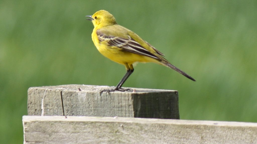 Yellow Wagtail