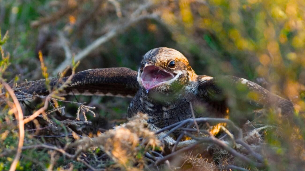 Nightjar