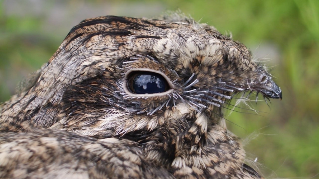 Nightjar