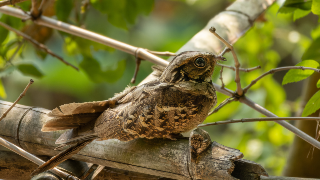 Nightjar 