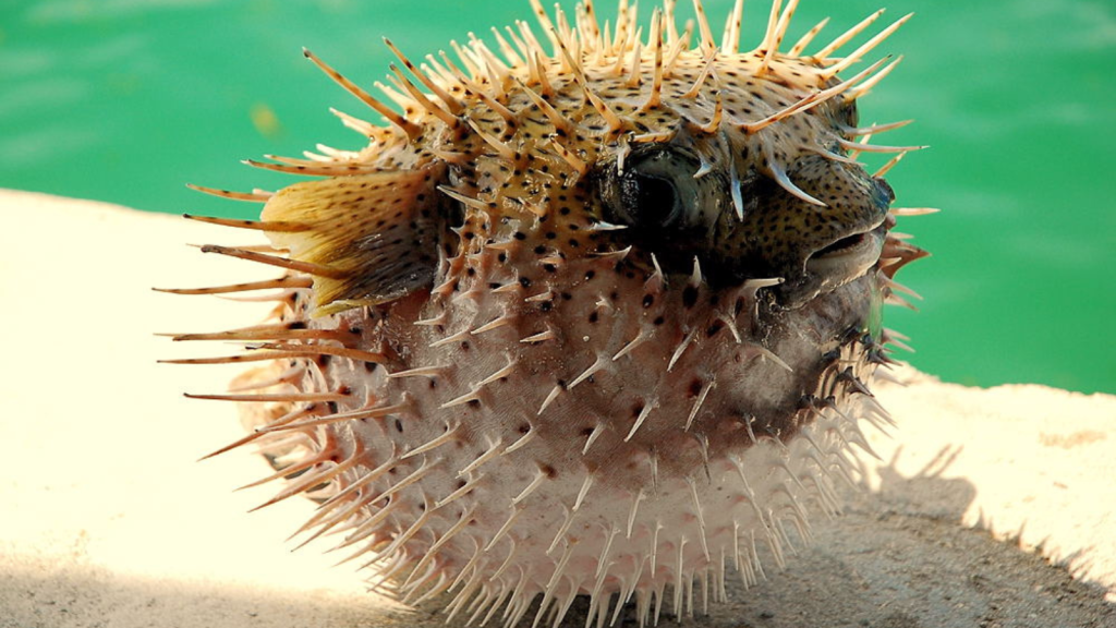 Pufferfish