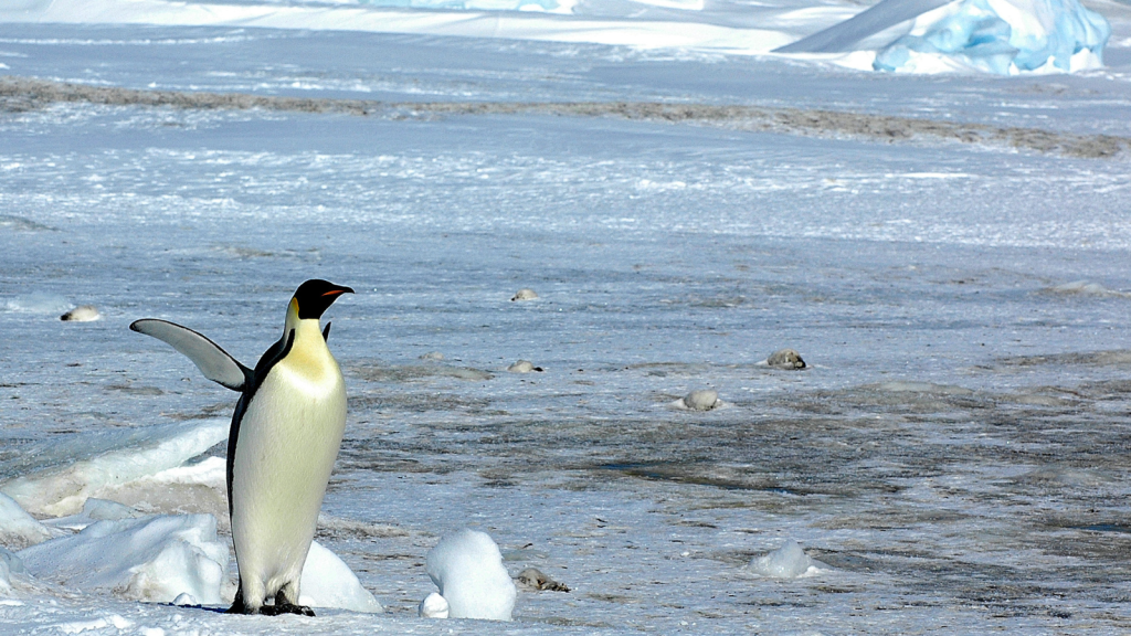 Emperor Penguin 